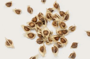 drumstick seed