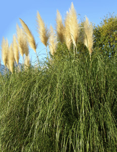 Pampas-Grass