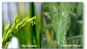 Rice and Wheat Flower png