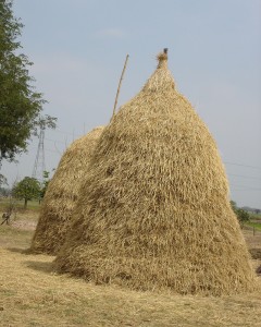 hay-stack