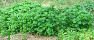 Profuse growth of Mint