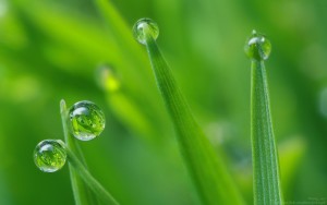 water-drops in grass-