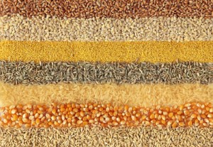 wheat-barley-millet-rye-rice-maize-and-oats