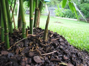 bamboo shoot ready for harvest