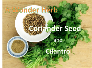 edited coriander png