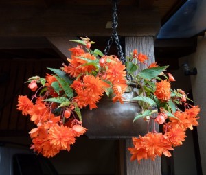 Hanging indoor plant-good for air pollution