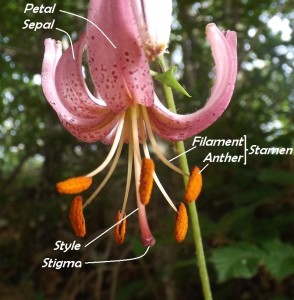 Martagon lily flower