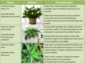 Plants that cut pollution