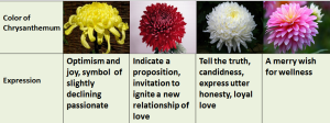 chrysanthemum are flowers, expressing feelings of wellness