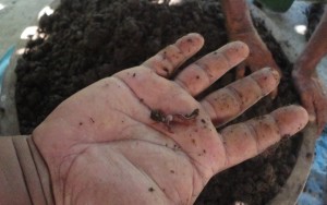 earthworm for vermicompost