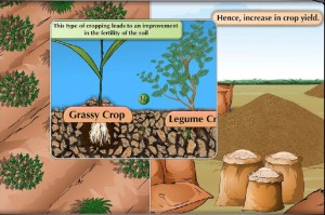 Mixed cropping is beneficial