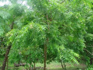 Bushy neem tree pg