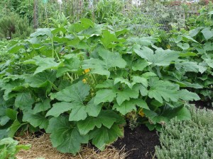 Squash plant in alternative farmimg method