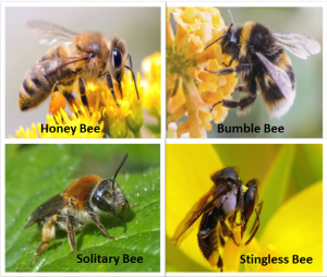 4 types of bees