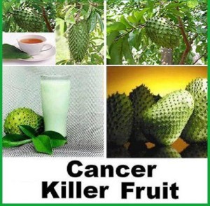 Graviola fruit controls cancer