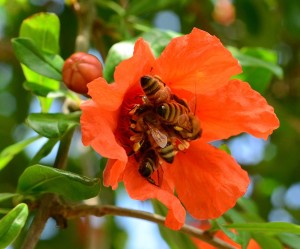 bud squash pollinated by hohey bees