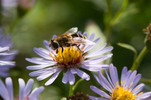 Collection of nectar andpollen by honey bees.