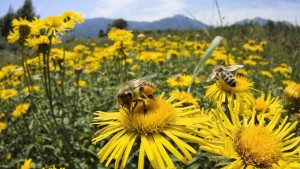 photo-of-bees-and-flowers-to-use