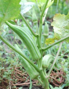 Benefits of Okra to health is immense