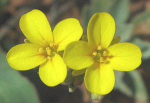 flower of mustard