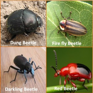 4 beetles