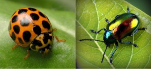 Ladybird and Apo beetle. 1 jpg