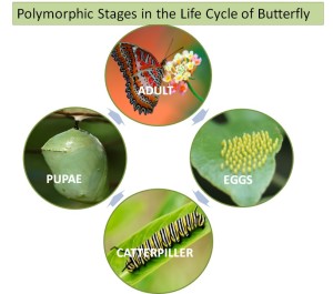 Stages of butterfly