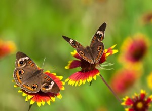 A gaden fluttered by butterflies gives happiness 