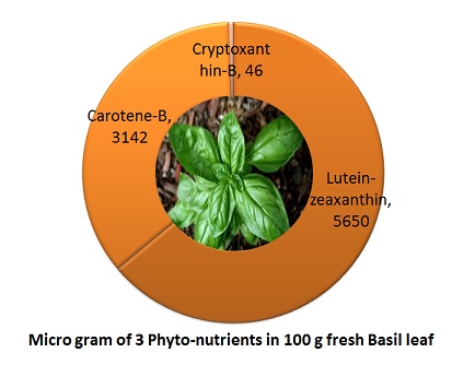 Phtonutreints in Basil