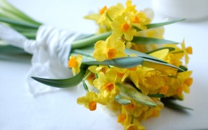 daffodils, the Birth Flower of March 