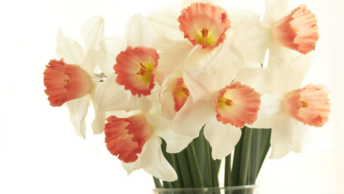 daffodils_flowers_bouquet_spring_white_background_68789_1920x1080