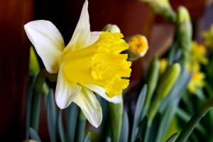 yellow-and-white-daffodil, the Birth Flower of March 