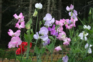 Figure-6-1-Sweetpeas