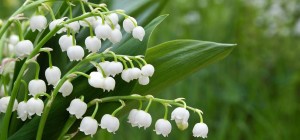 Lily-Of-The-Valley.jpg may