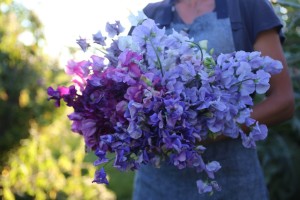 Bunch of Blue sweetpea-