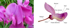 Benefits of Sweetpea