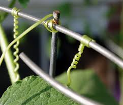 tendrils for benefits of Sweetpea