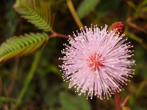 Mimosa pudica or touch-me-not flower