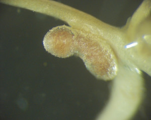 mimosa_pudica-root nodules