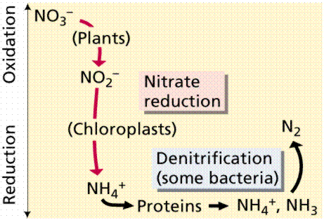 nitrobacter sids touch-me-not benefit the environment