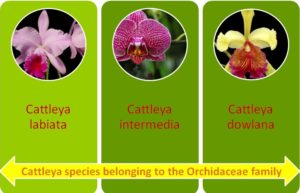 3 species of Cattleya orchid