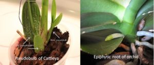 Bulb and root of Cattleya