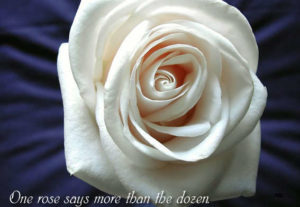 Lovely-white-rose