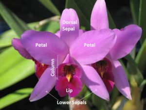 Parts of Cattleya flower