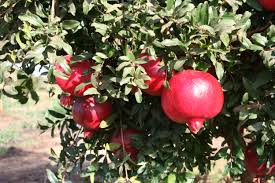 tree of pomegranate