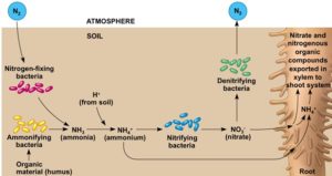 N fixation in the soil 