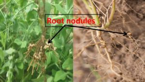 Nodules in leguminous plants