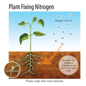 Plant_fixing_nitrogen_large