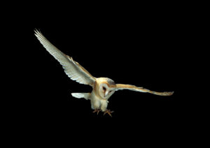 Barn owl swooping in the sky