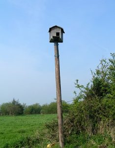 Screech owl box for inviting owls